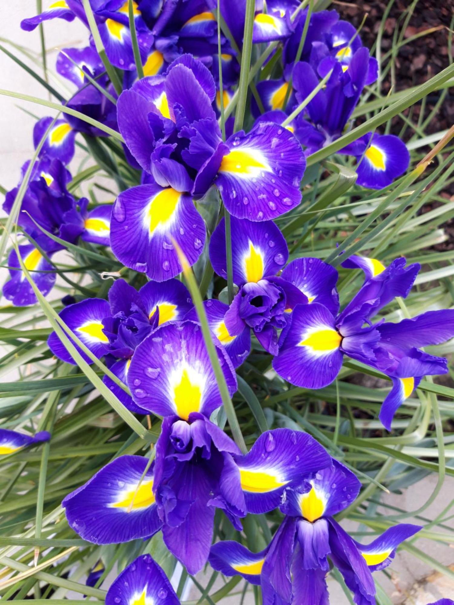 מליני Iris Apartment חדר תמונה